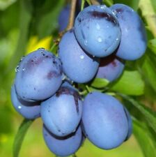 Schönberger Zwetsche Große Hauszwetsche großfruchtige süße Zwetschge