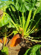 20 Kg Futterrüben Bregardier Saftfutter Hasen Kaninchen Hühner Wild Tierfutter