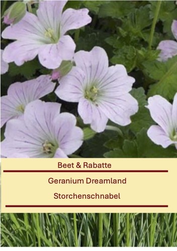Geranium cultorum - x,