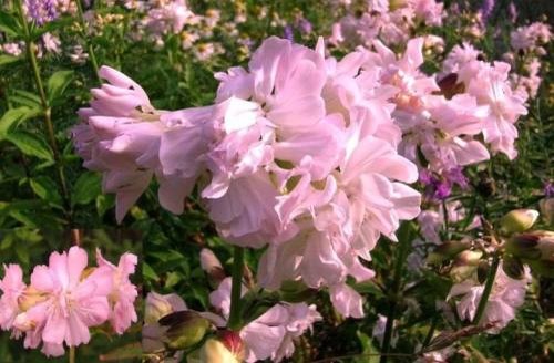 Rosa riesenblume winterharte - rosa,