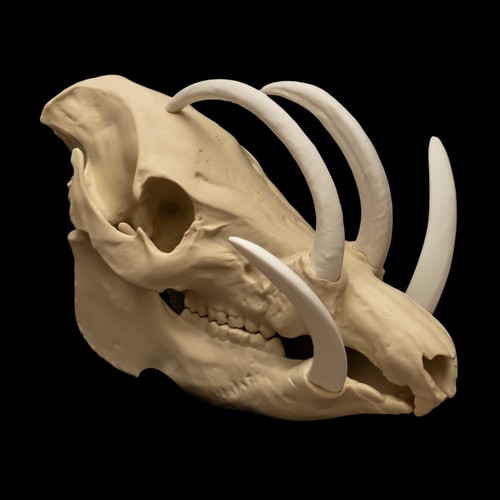 Babirusa totenkopf replik - totenkopf,