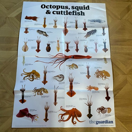 Poster wildlife hunde - wildlife,