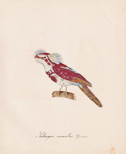 Eulenschwalm tawny frogmouth