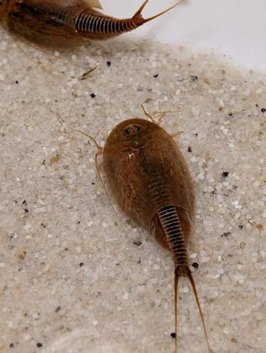 Triops cancriformis brown - brown, –