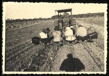 Fotografie Traktor, Schlepper zieht Erntehelfer auf einem Wagen hinter sich her 