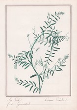 Ers gele Ervum gracile Wicke Botanik Aquarell watercolor drawing 1830