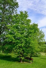 Cercidiphyllum magnificum / Katsurabaum, Pracht-Kuchenbaum