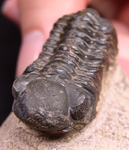 Trilobit gerastos devon - gerastos, eifel