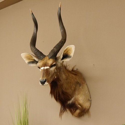 Nyala antilope kopf schulter - nyala,