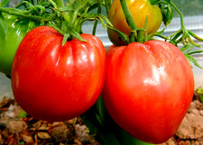 Tomatensamen - , (7+