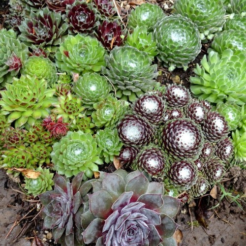 Sempervivum Sukkulente