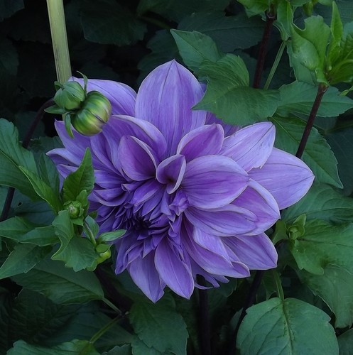 Dahlien - ,