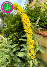 KÖNIGSKERZE ♥️ 200+ Samen? Bienenweide Teepflanze Schönheit