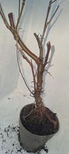 Bonsai,  Birkenbaum, Sandbirke, Betula  pendula  im 1 Liter Topf