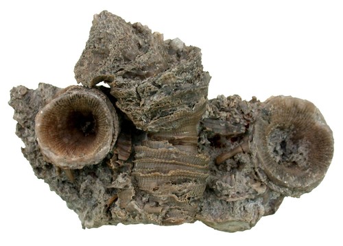 Silur ketophyllum sp - silur,