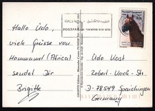 Wunderschöner Araber-Hengst