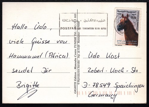 Wunderschöner araber hengst - wunderschöner, araber-hengst
