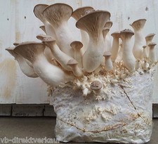 Kräuterseitling Pilzzucht Fertigkultur,BIO! Heimkultur, Pilze selber züchten 