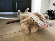 Set 2 Katzenkissen Gr. XL mit