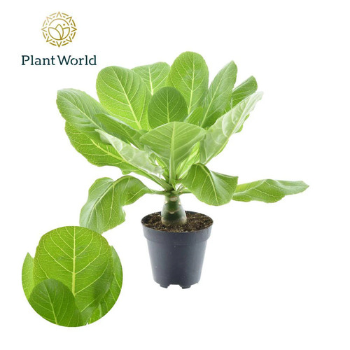 Brighamia insignis hawaii - insignis, ‘hawaii