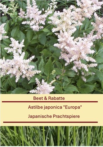 Astilbe japonica europa - astilbe, "europa"