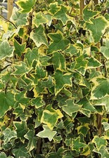 Hedera helix 'Goldchild', Efeu, gelb-grün, ca. 9x9 cm Topf
