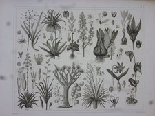 Orig. Stahlstich: Pflanzen -