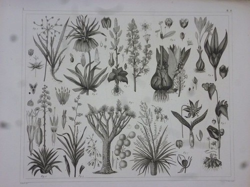 Orig stahlstich pflanzen - stahlstich:,