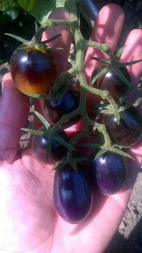Tomate indigo kumquat - indigo, samen