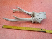 Altes Geweih echtes Rehgeweih