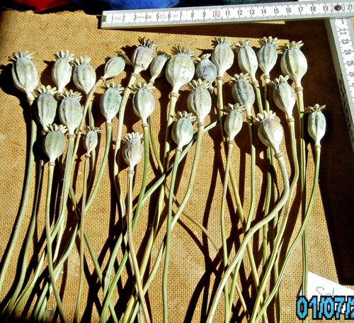 Bio mohn kapseln - mohn,