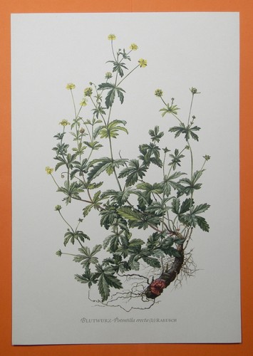 Blutwurz - , erecta)