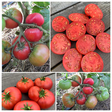 Томат семена Гном Юкон Квест Dwarf Yukon Quest  Tomate Seeds Samen