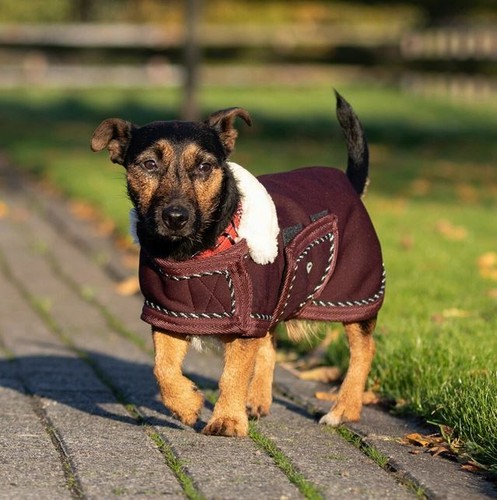 Qhp hundedecke hundemantel - hundedecke,