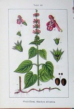 Antiker alter druck blumen - antiker,