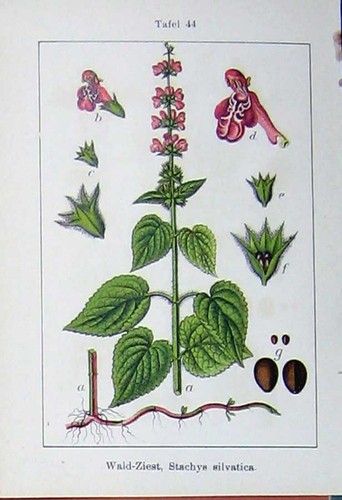 Antiker alter druck blumen - antiker,