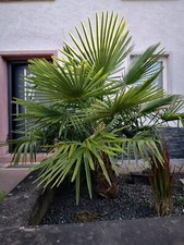 30 Samen Hanfpalme  Trachycarpus fortunei  Palmen Samen Exotische Palm seeds