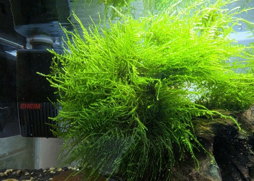 Eheim aquarienmoos live auf - eheim,
