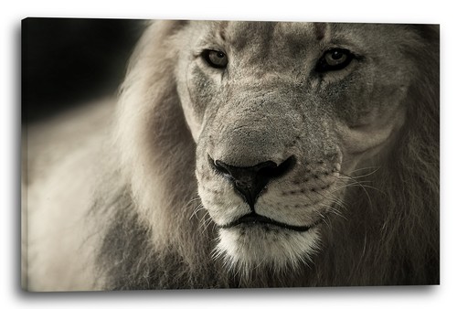 Wandbild lowe lion - lowe, groß-katze