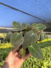 Mican Philodendron | Velvet