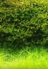 Javamoos bewächst Steine Untergrund Wasserpflanzen für das Aquarium Deko