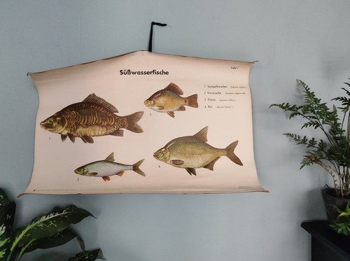 Alte rollkarte lehrtafel - alte,
