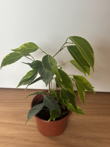 Panaschierte ficus benjamini - ficus,