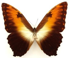 MORPHO HECUBA OBIDONUS MALE