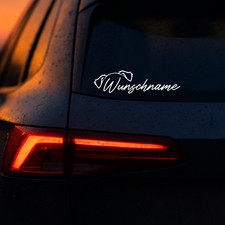 Australian Shepherd  Ohren