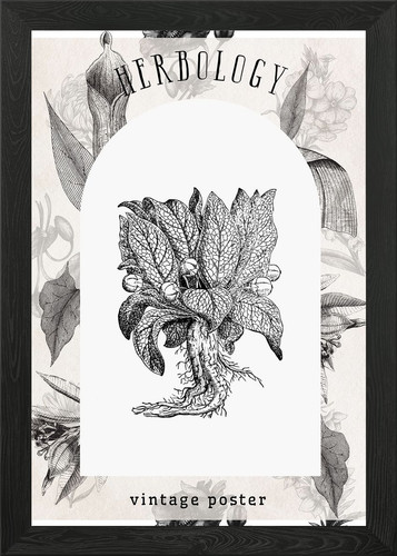 Vintage mandrake herbarium - vintage,
