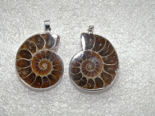 Paar ammonit schnecke - 1,