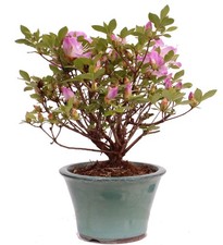 Bonsai - Jap. Satsuki Azalee , Rhododendron indicum 226/40