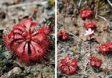 Löwenblatt-Sonnentau duftende