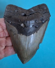 12,4 cm Zahn des Megalodon South Carolina Haizahn Fossil